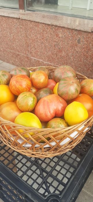 Помидоры дачные продам