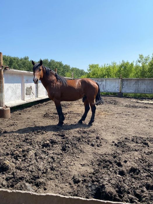 Продам жеребца 5 лет