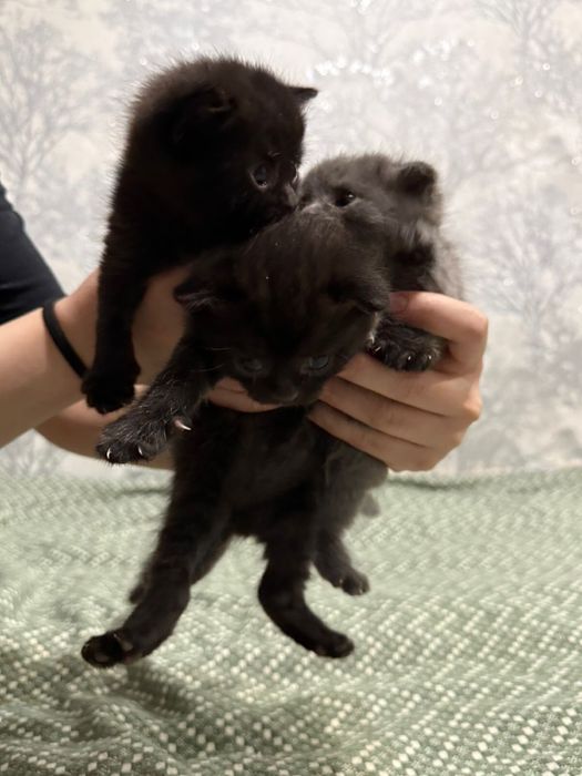 котята британские вислоухие