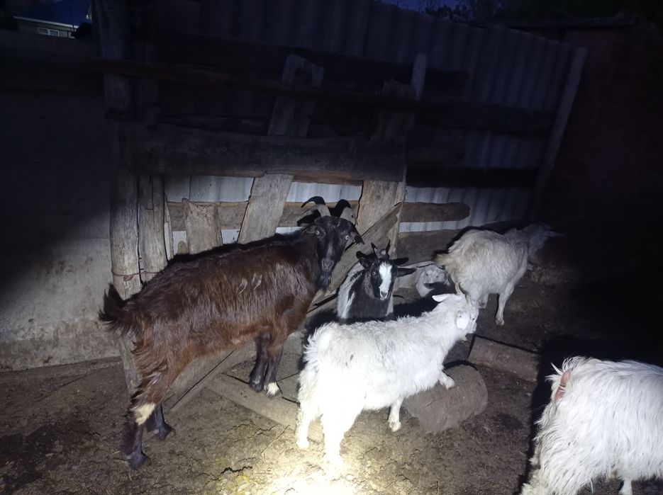 Продам козу с двумя козлятами