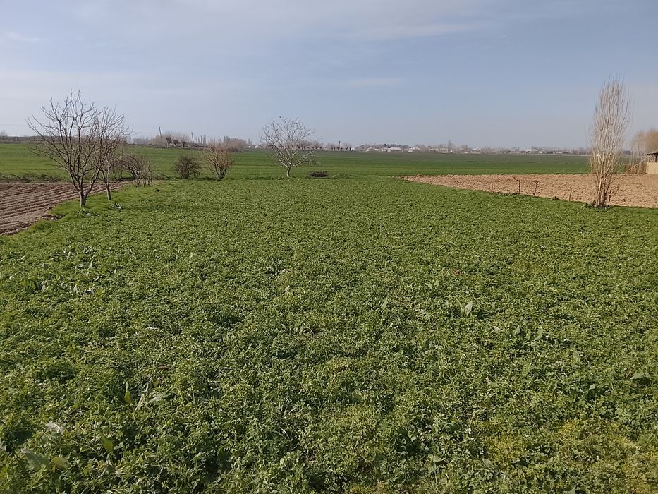 18 сотих йер учаскамиз сотувга чикти