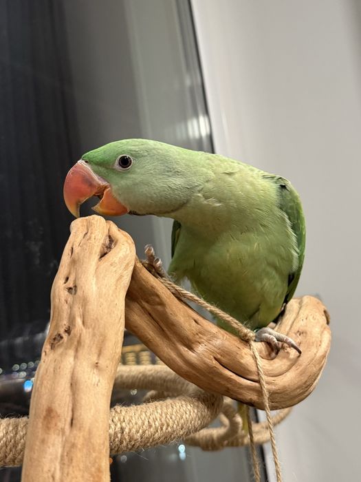 Продам Александрийского попугая