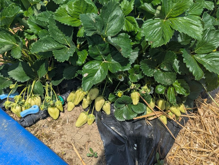 Stoloni capsuni 4 ron