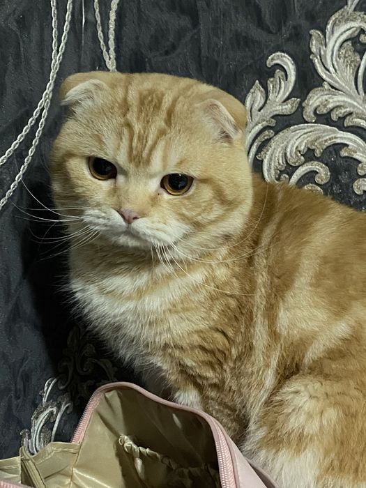 Вязка котов