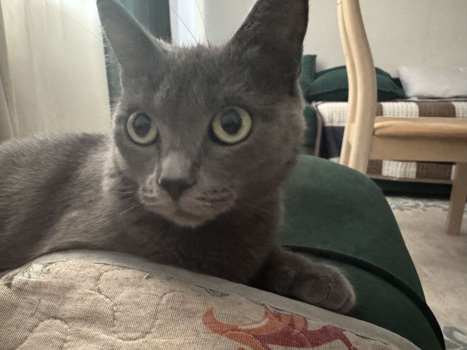 Кошка ласковая умная