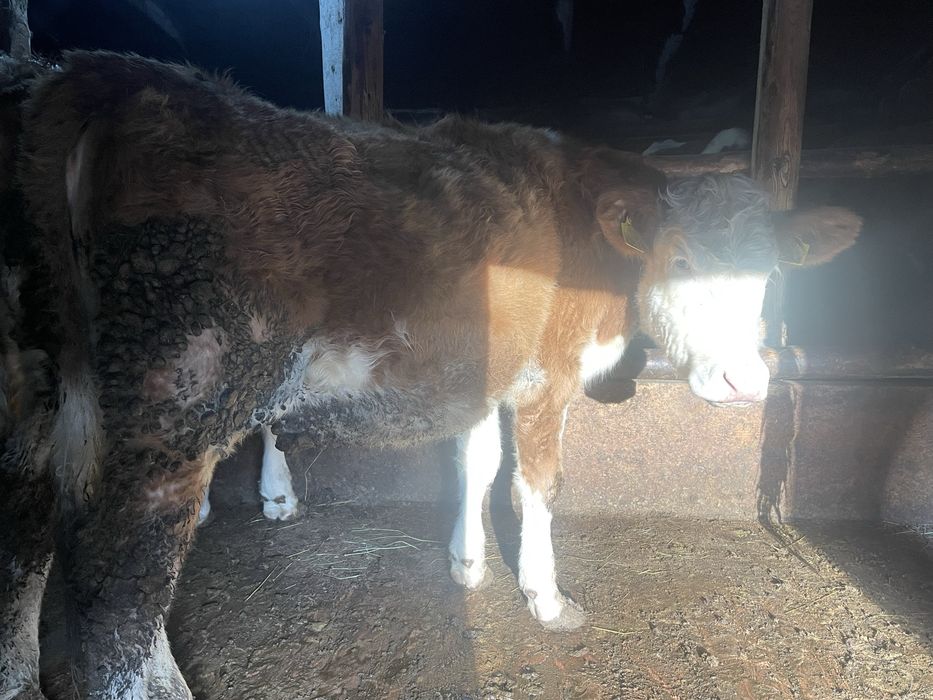 Vand vitele din mame bune de lapte