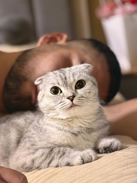 Срочно продаётся кошка Скоттиш фолд