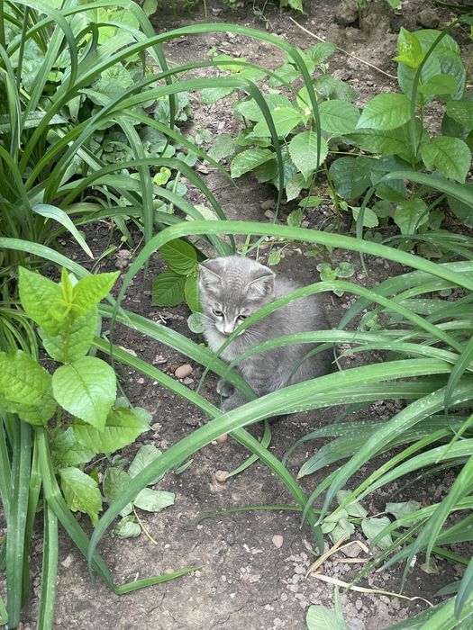 Котятам нужен дом