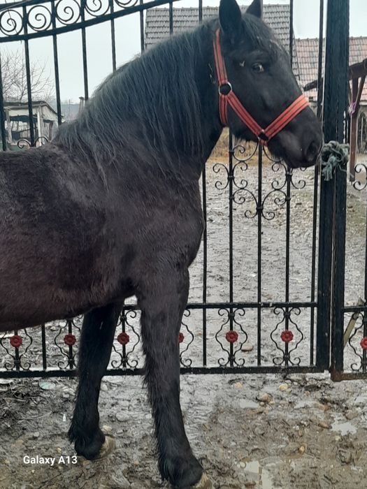 Manza 2ani vând 160 înălțime