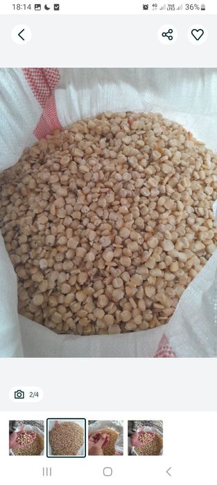 Жугеры бар ак жугеры