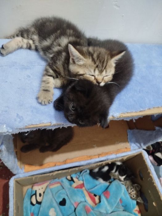 Готовы к переезду котята. И ищут новый дом. Породистые котят.