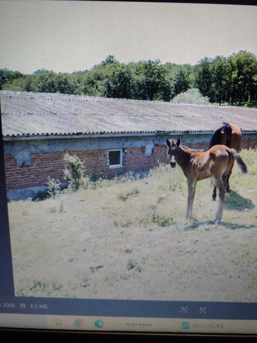 Продава се Промишлена сграда в Кърджали, Възрожденци - 13075 кв.м за 7 €/кв.м - Снимка #2