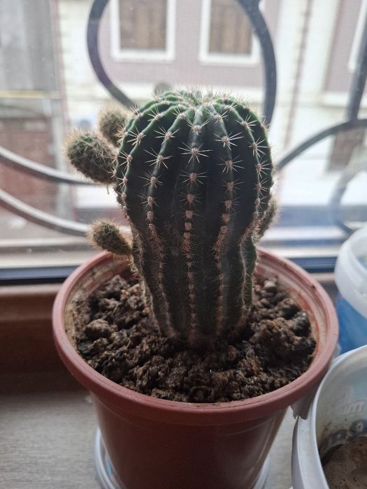 комнатные растения кактус