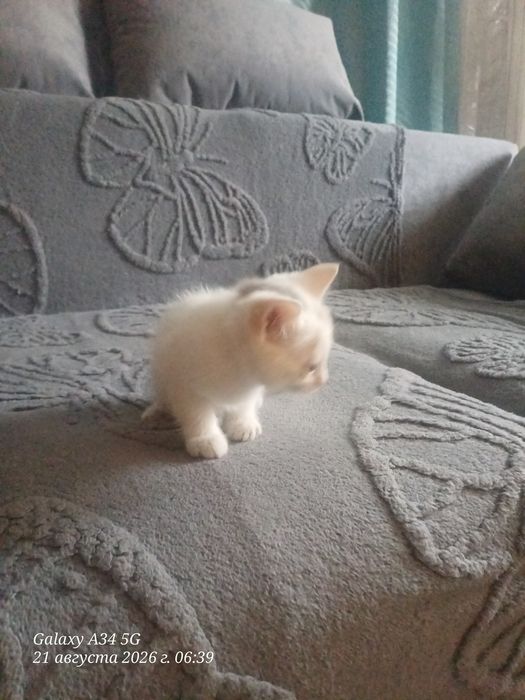 Отдам котенка к лотку приучин