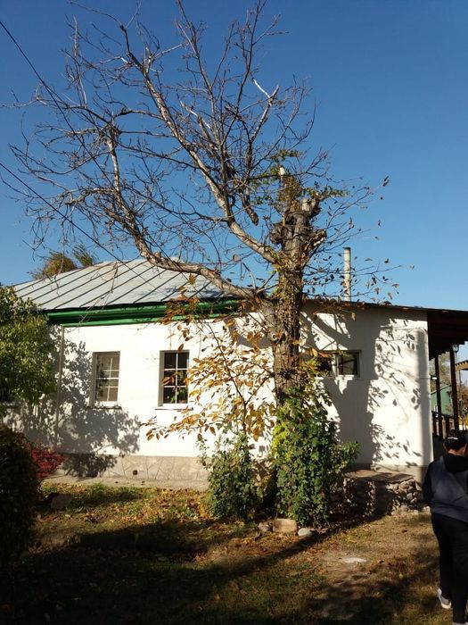 Спил,обрезка плодовых деревьев