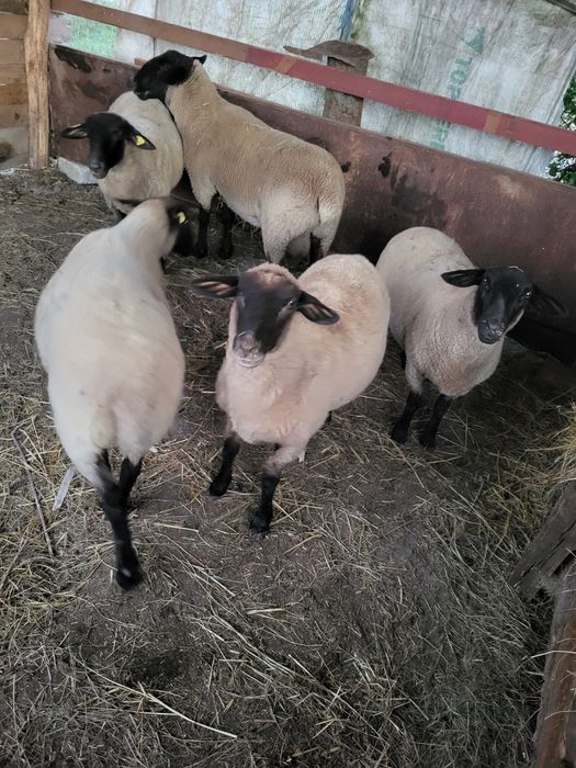 De vanzare oi suffolk