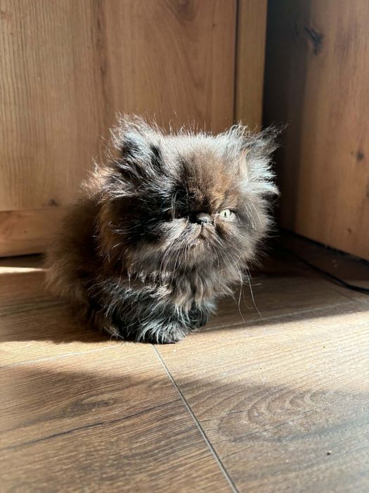 Персийски котенца момченца