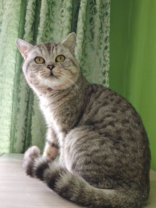 Отдам котика 5 лет