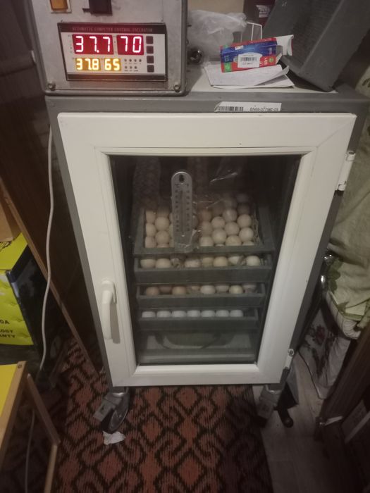 Инкубатор сатылады