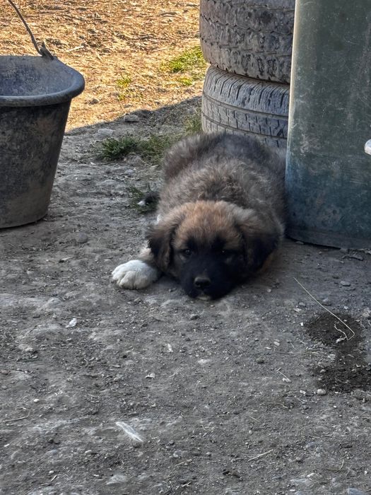 Donez căței foarte frumoși zona Cincu, Fagaras