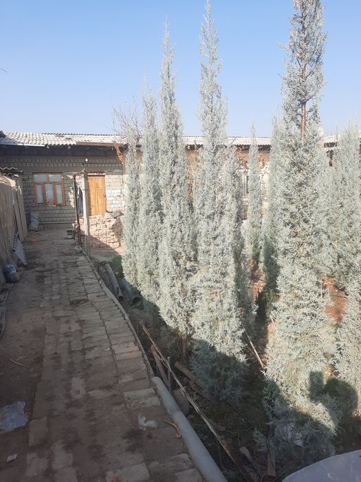 Аризониские кипарис .ИТАЛИЯ