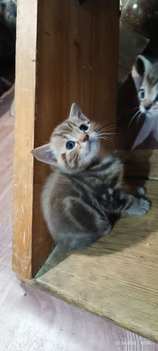Британский котенок