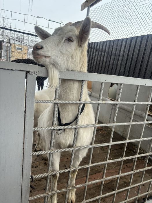 Козы молочные обмен интересно