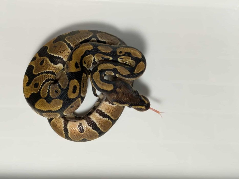 Кралски Питони - Различни разцветки