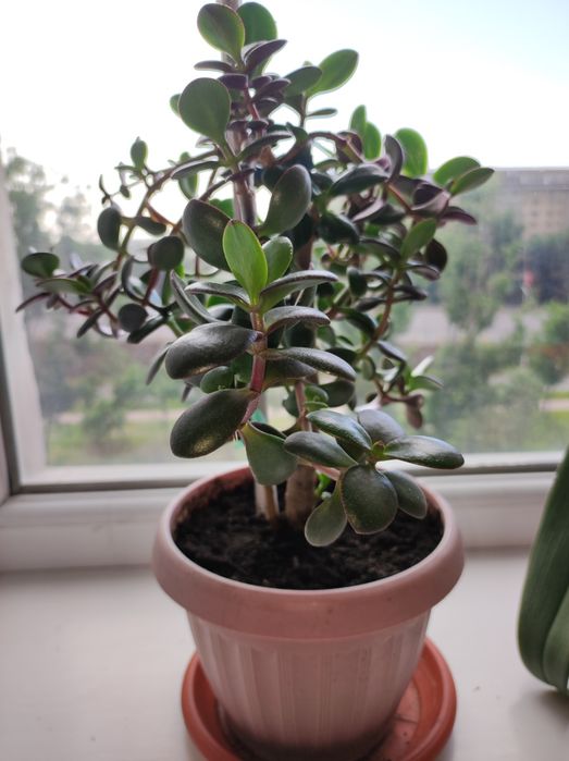 Денежное дерево/Толстянка/Крассула