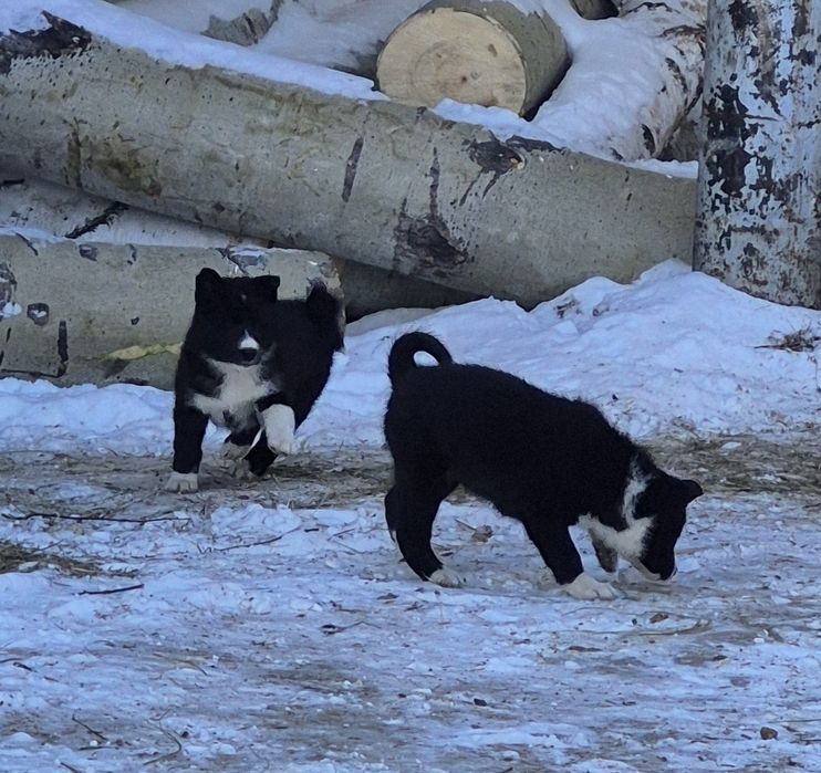 Щенки русско-европейской лайки