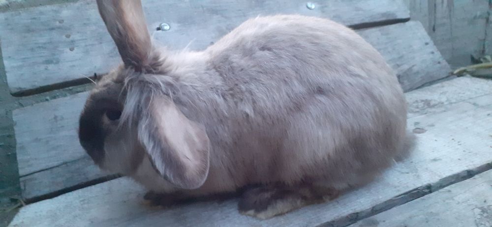 Iepuroaica giastanta