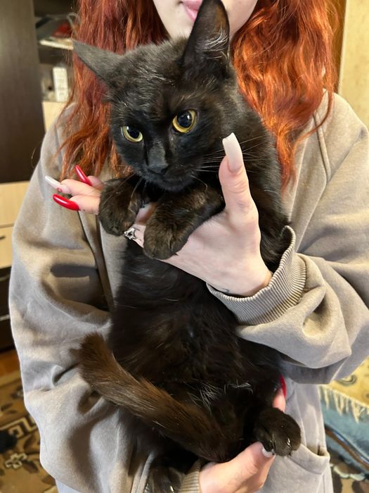 Ищем дом для котиков и кошечек