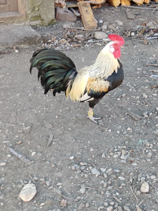 Cocoși pitici disponibili