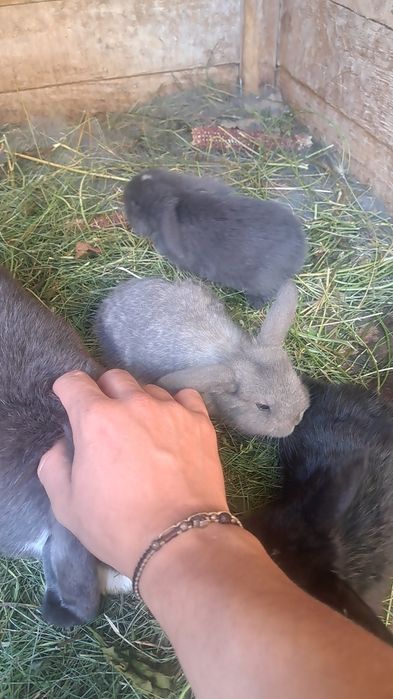 Iepurași berbec german pitic (mama e cea din poză)