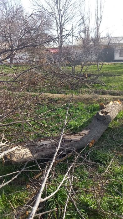 Urik daraxtini utini