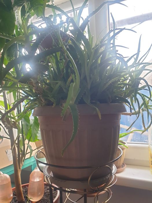 Куст алоэ,зеленый