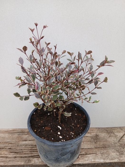 Магически Дракон