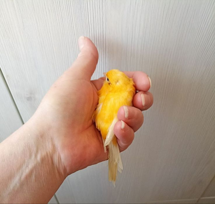 Продается Канарейка самка