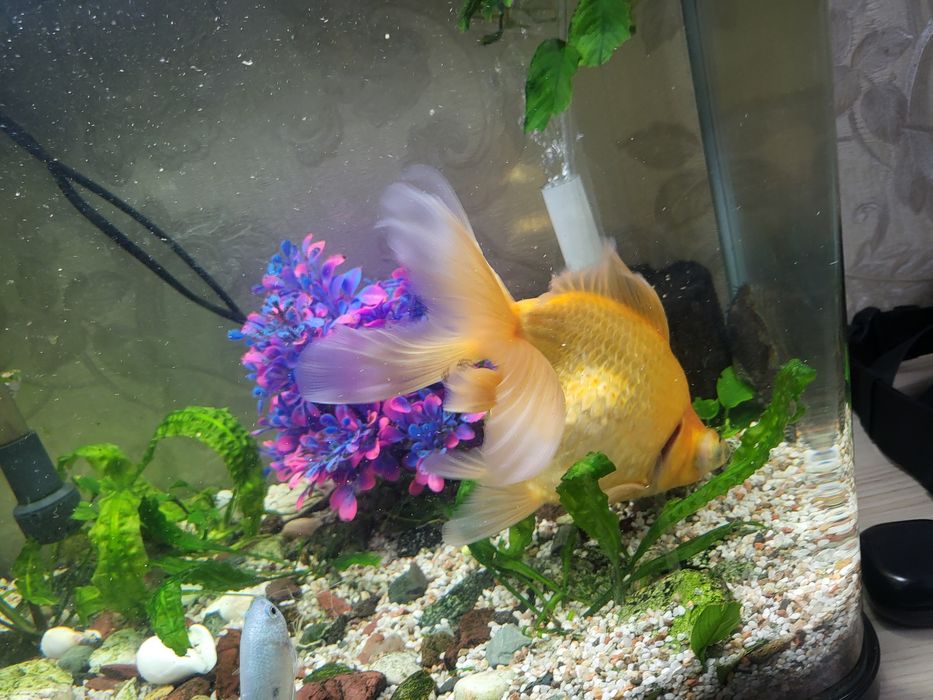 Золотая рыбка телескоп