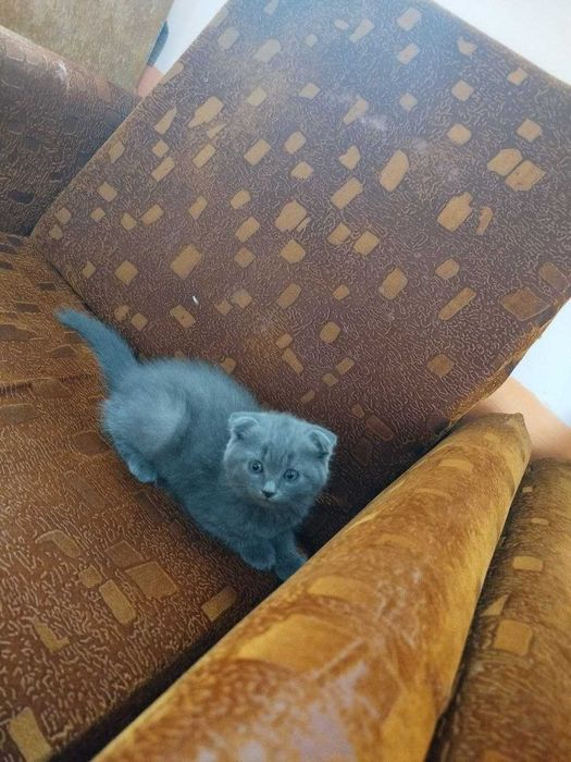 Scotish Fold Mushukcha Sotiladi. Faqat Aniq Maqsad Bn Murojaat Qiling!