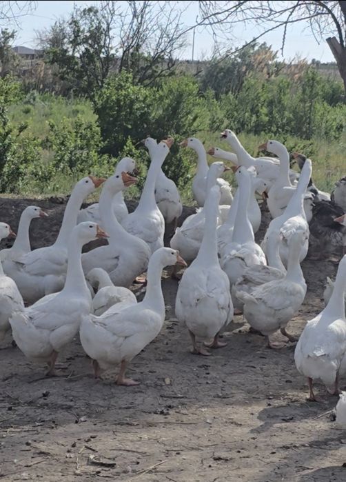 Гусята породы Линда