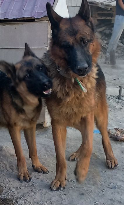 Вязка   овчарка  ..