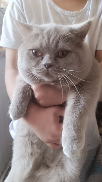 кот на вязку британец лилового окраса