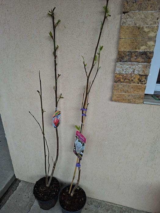 Magnolii alb-roz