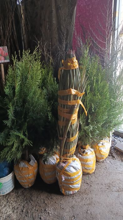 Көшет жемыс агаштары