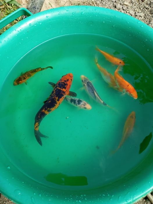 Японские Карпы Кои