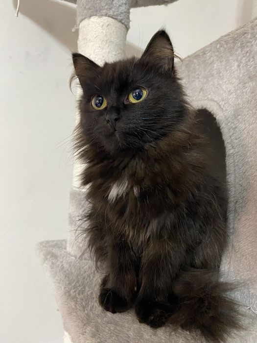 Котята примерно 5 месяцев