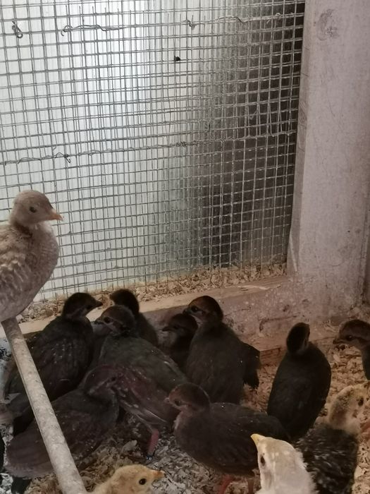 Prepelițe roul roul