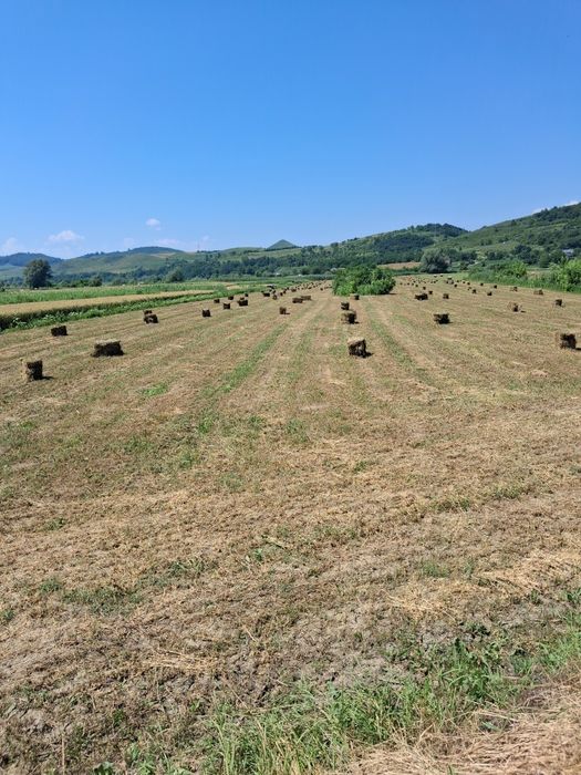 Vând baloti de lucernă coasa a doua