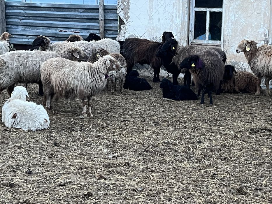 Қозылы қойлар сатылыды, бағасы келісімді.